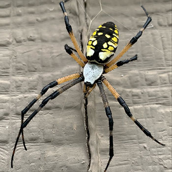 close up of a banana spider