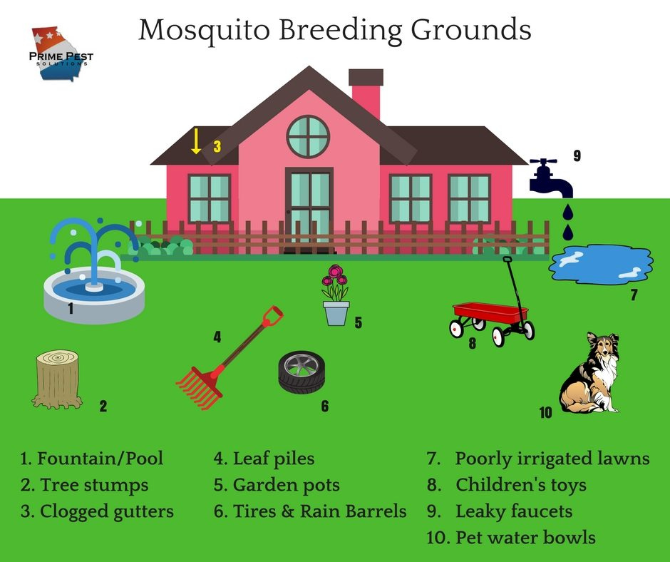 mosquito breeding grounds