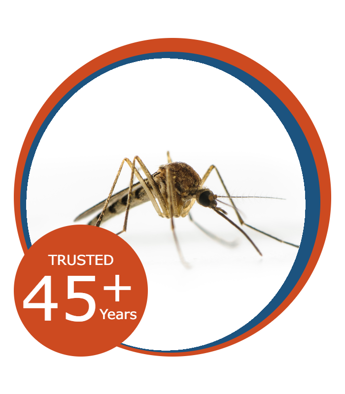 Mosquito