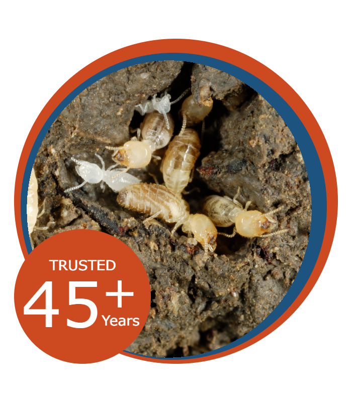 Termite Control Buford, GA | Prime Pest Solutions