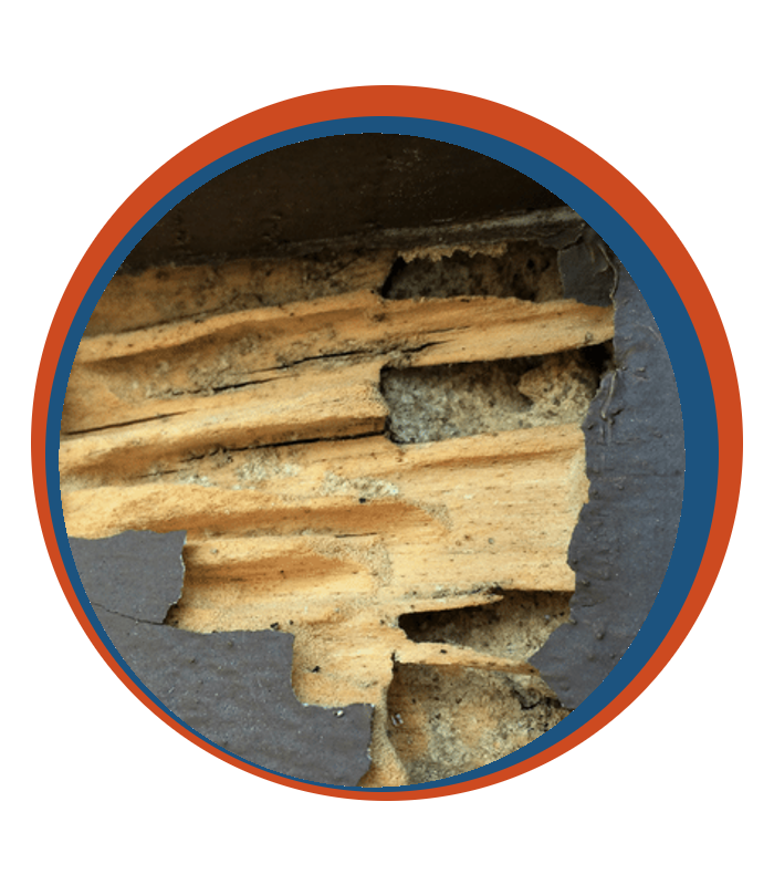 Termite Control Braselton, GA | Prime Pest Solutions