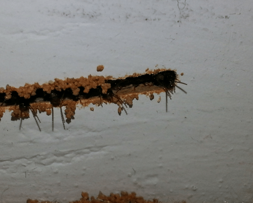 Termite Droppings