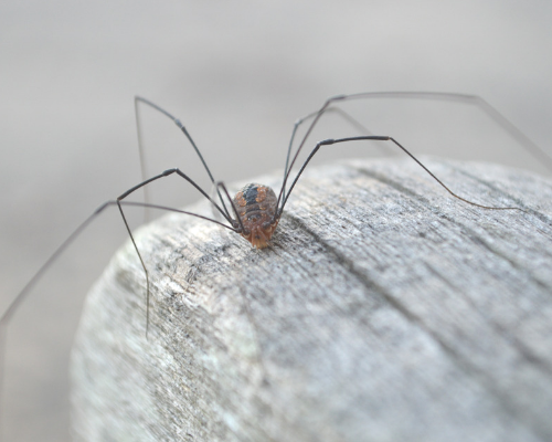 Are Daddy Long Legs Poisonous?