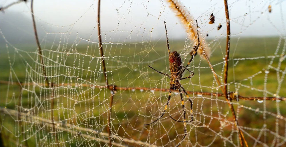 joro spider on a web with dew