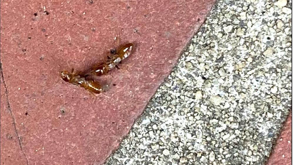 subterranean termites on a brick