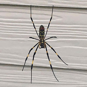 joro spider on a house