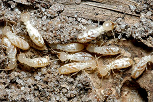 termite workers in their colony