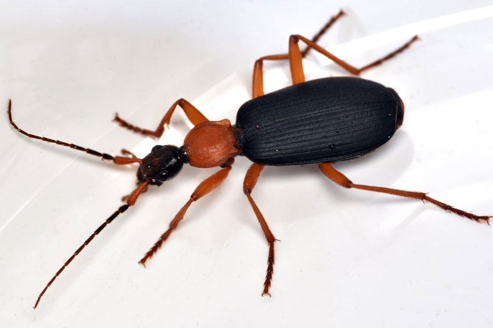 False bombardier beetle up close